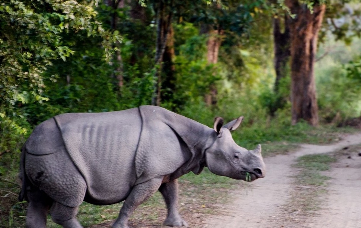 Forest guards brave rhino charge in heart-pounding encounter at Manas National Park