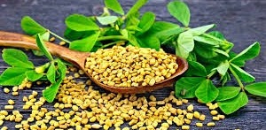 Listen to your doctor’s advice on drinking fenugreek soaked water