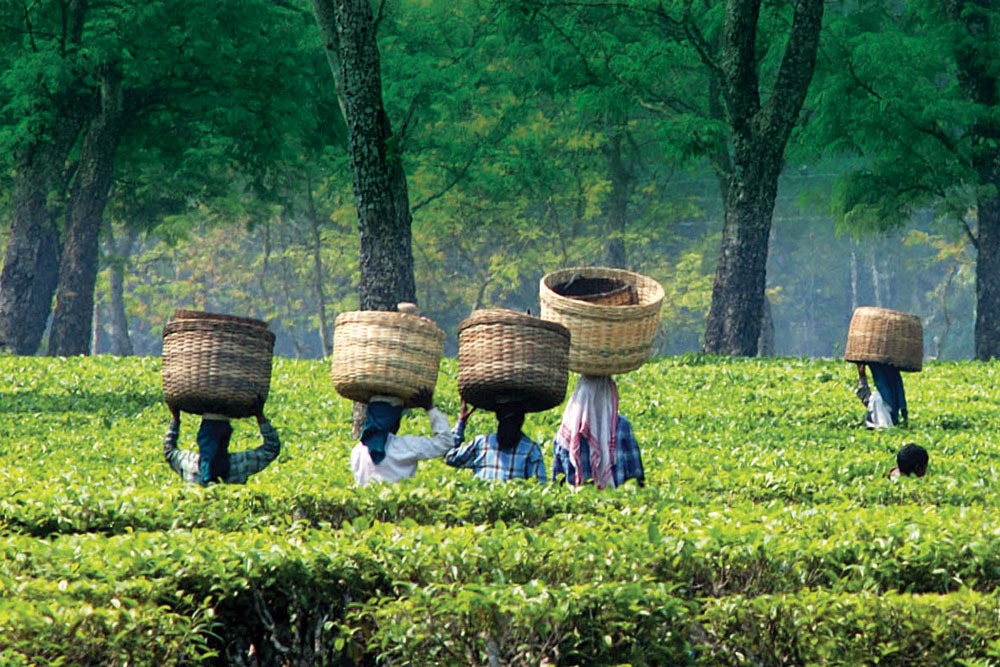 Chief Minister Himanta Biswa Sarma celebrates Assam Tea’s worldwide presence and workers’ dedication
