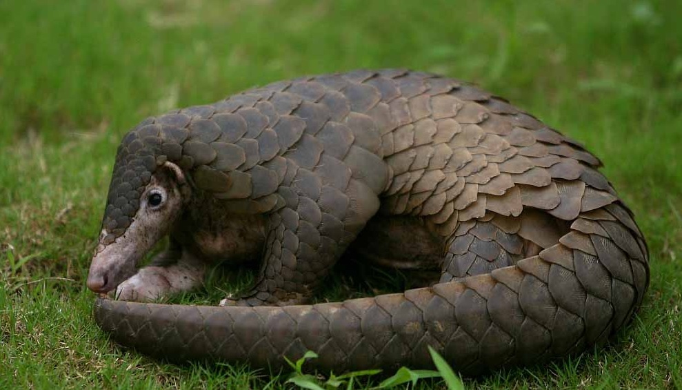 Endangered Chinese Pangolin safely returned to wild in Assam