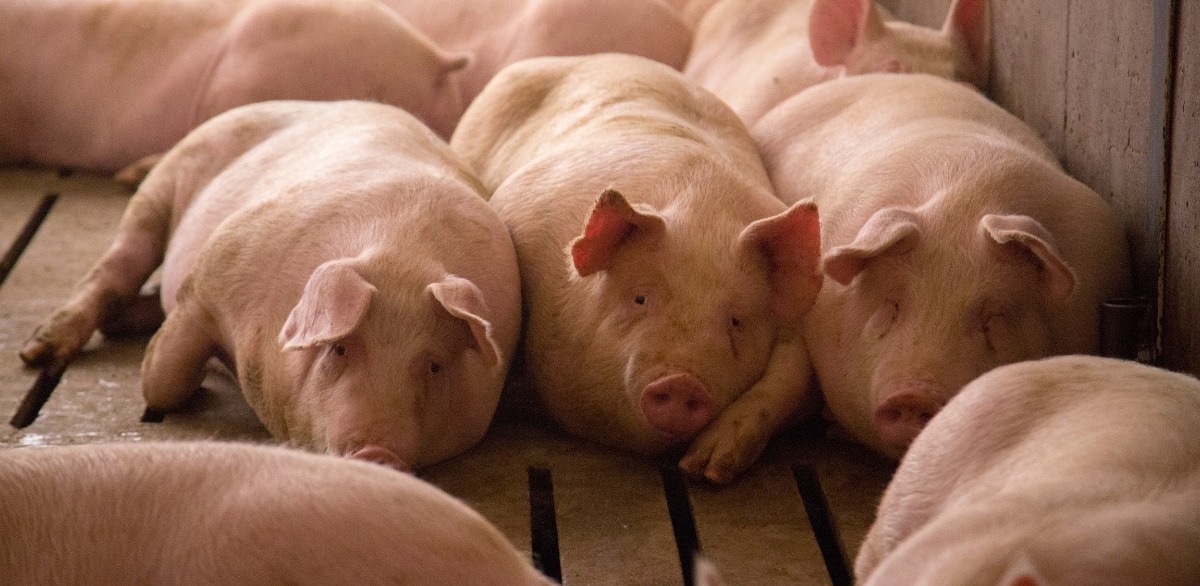 Kohima District Affected by African Swine Fever