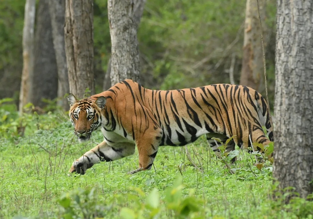 Forest guard killed by tiger in Orang National Park