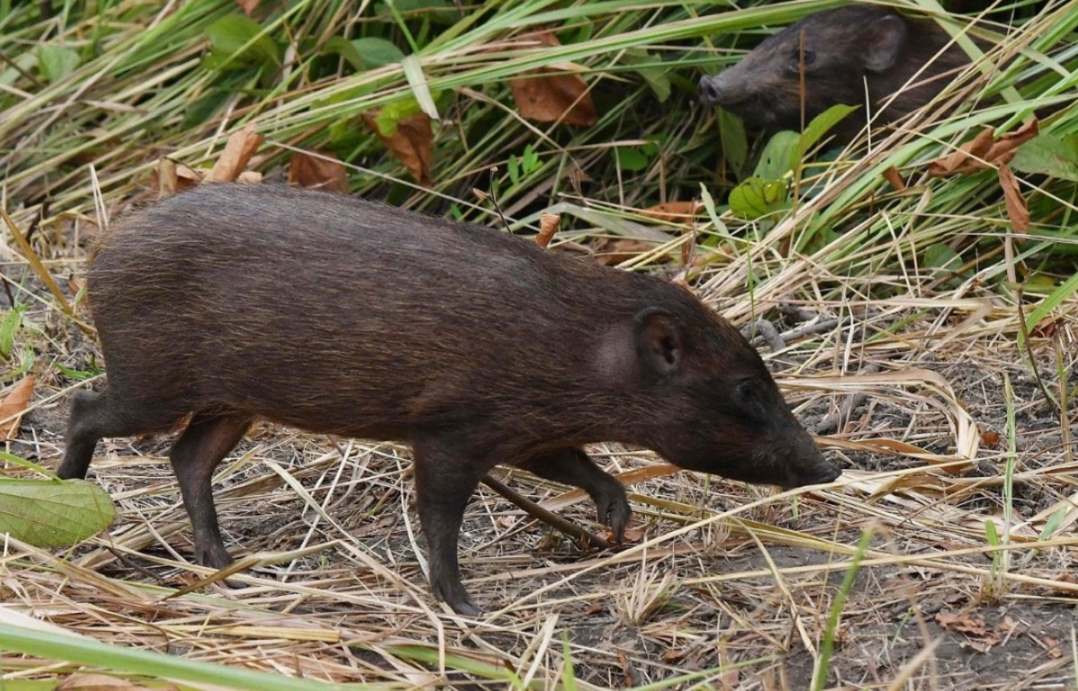 Assam celebrates Wildlife Week, highlighting Pygmy Hog’s’s survival