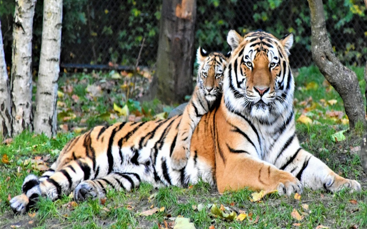 Manas National Park saw a threefold increase in tiger population from 2011-2019