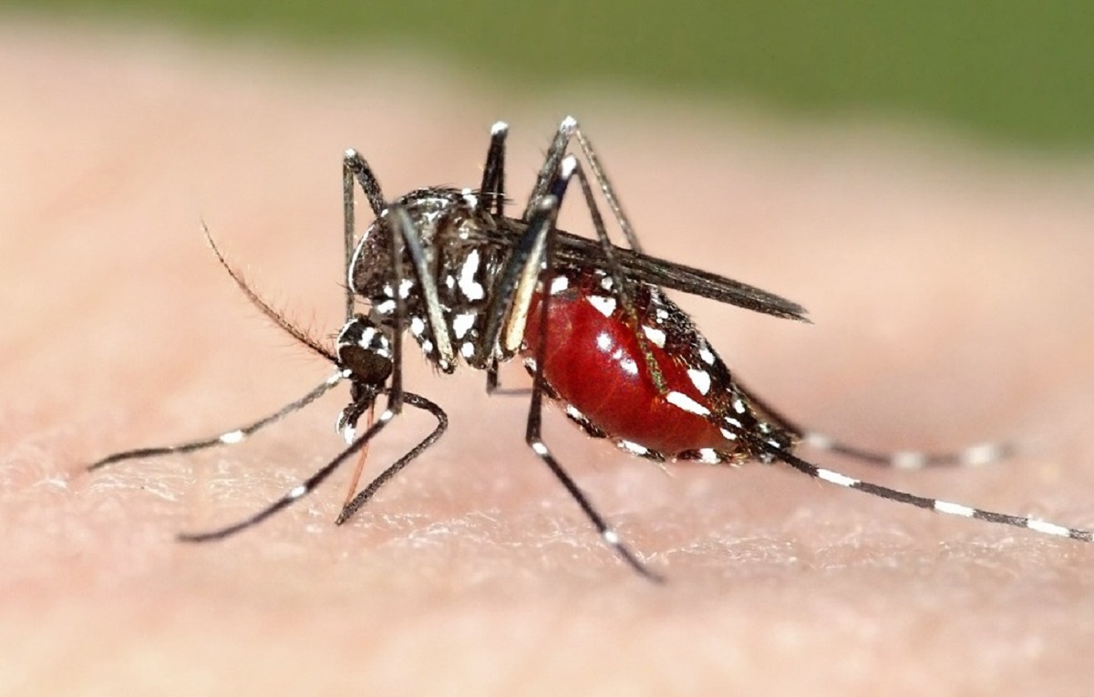 Malaria cases in Kokrajhar jump dramatically to over 2,000, BTC government acts fast