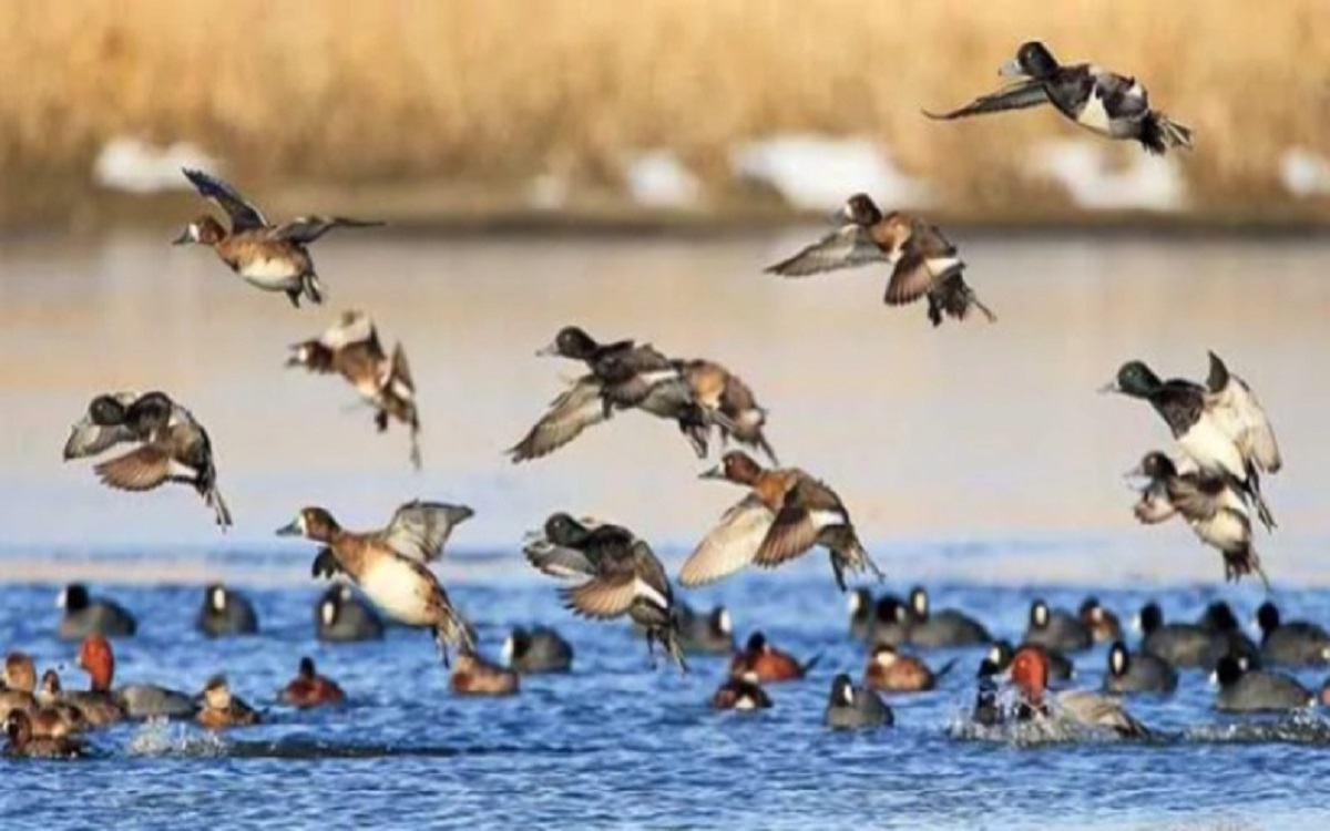 In winter, Jamugurihat in Assam is a haven for migratory birds