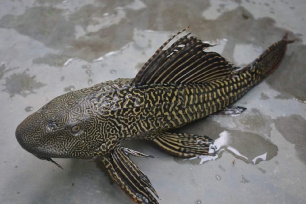 Invasive Crocodile Catfish found in Guwahati’s Bahini River