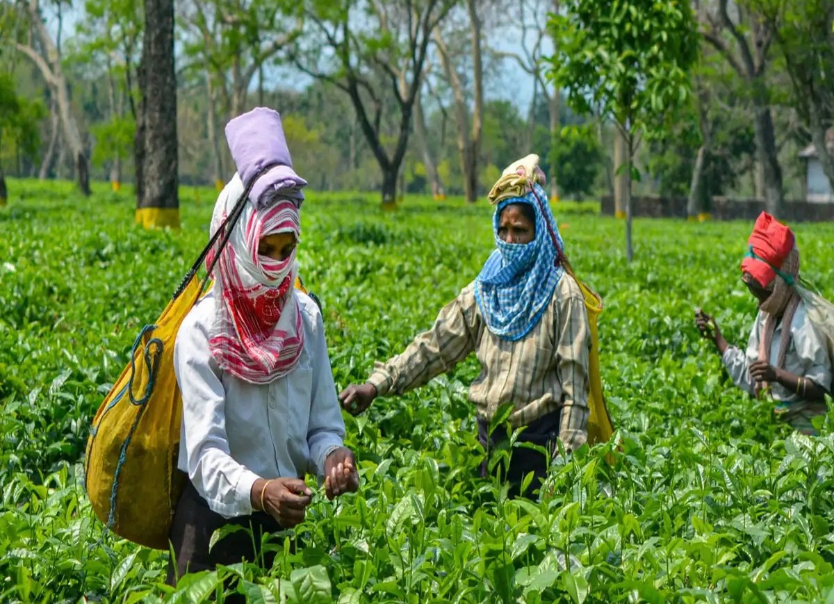 ABITA commemorates World Day for Health and Safety on Tea Estates