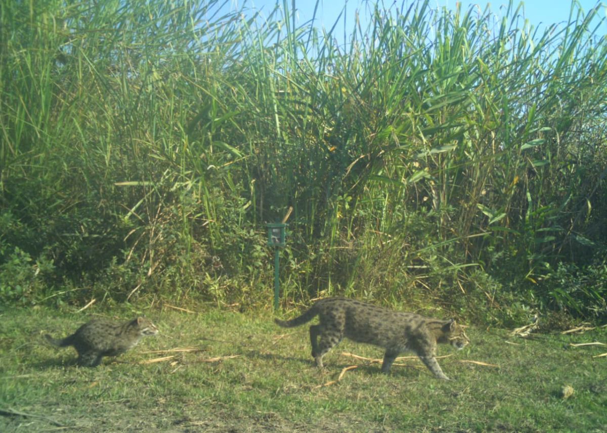 Study highlights healthy fishing cat population inside Kaziranga landscape