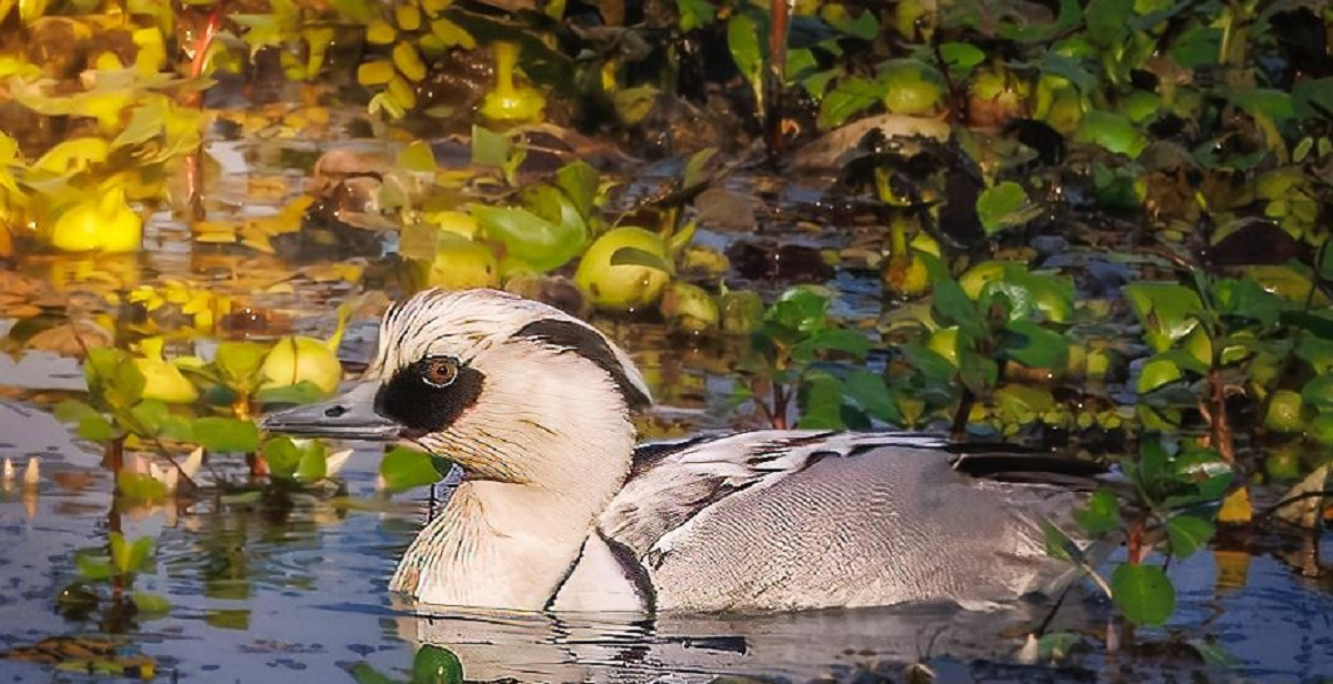 Smew makes spectacular debut as 105,540 birds recorded in 7th Kaziranga Waterbird Count at Kaziranga National Park